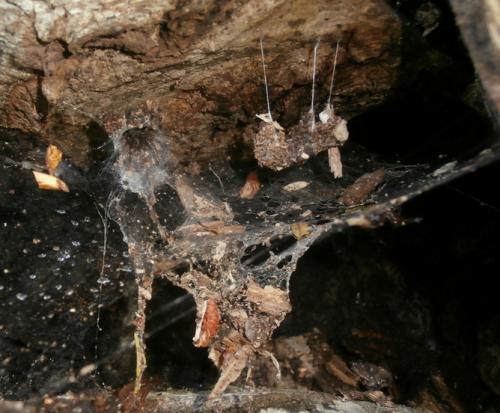Tegenaria_sl sp.